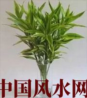 铜川十二生肖养什么植物最旺财运？你知道吗！